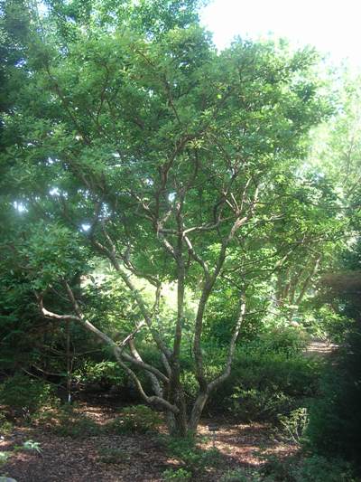 Chinese Fringe Tree